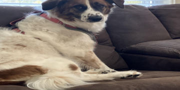 great pyrenees boxer mix