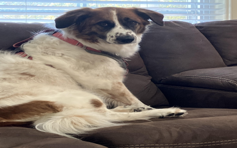 great pyrenees boxer mix
