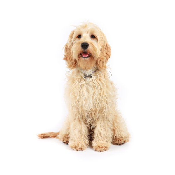 cockapoo puppies tennessee