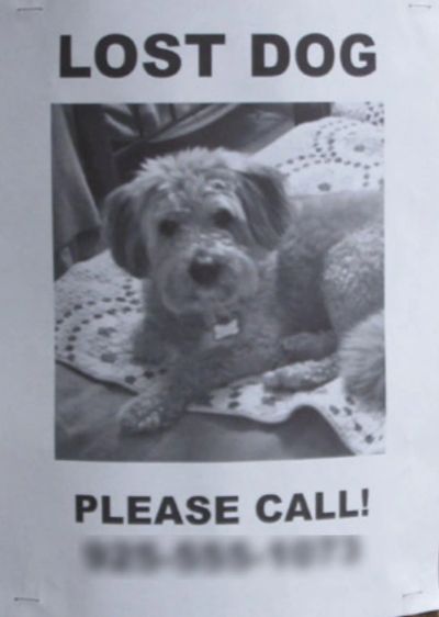 missing puppy near me