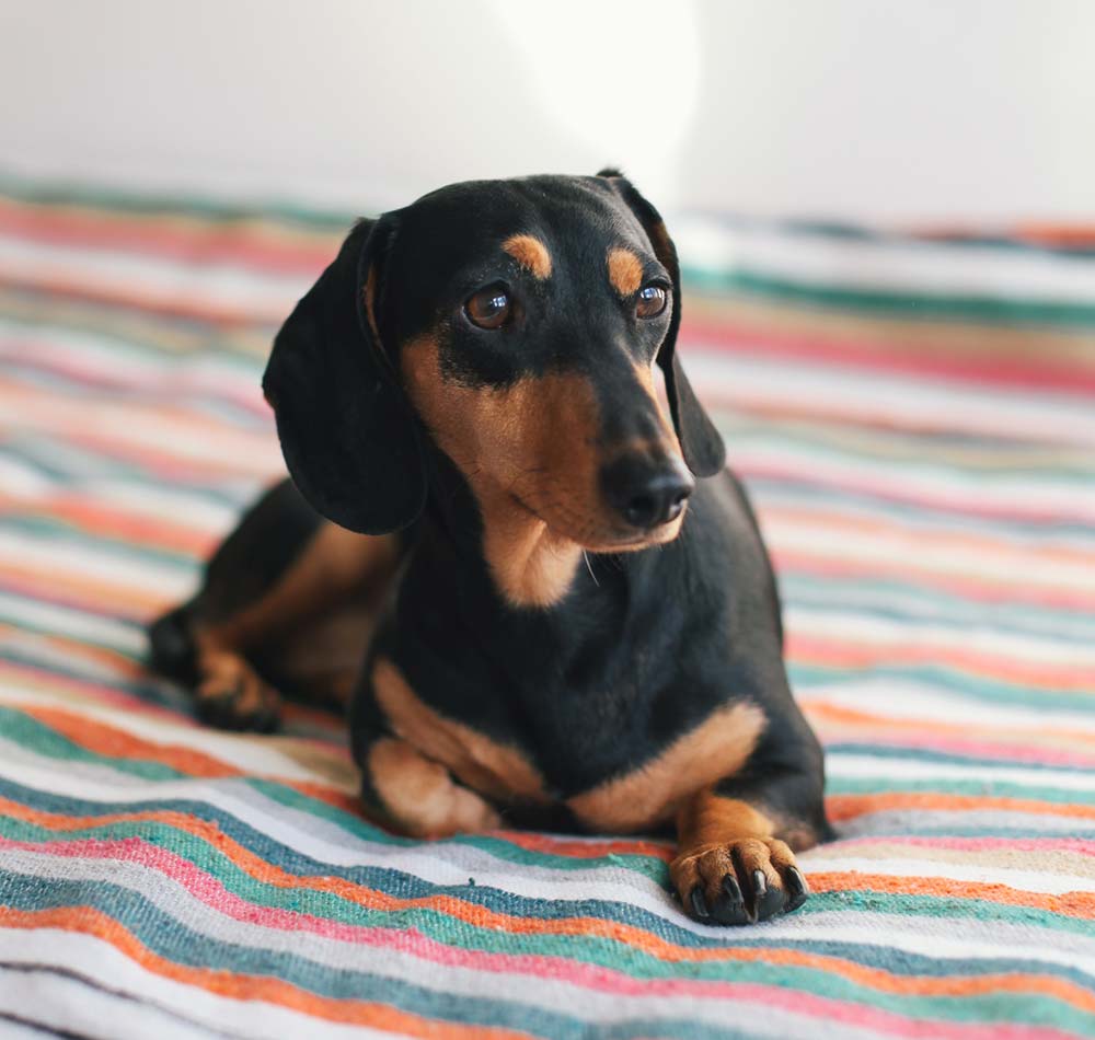 dachshund breeders illinois