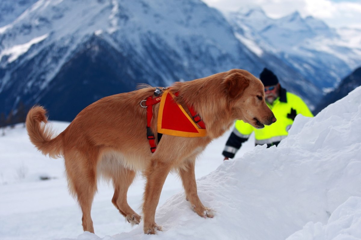 search and rescue dogs