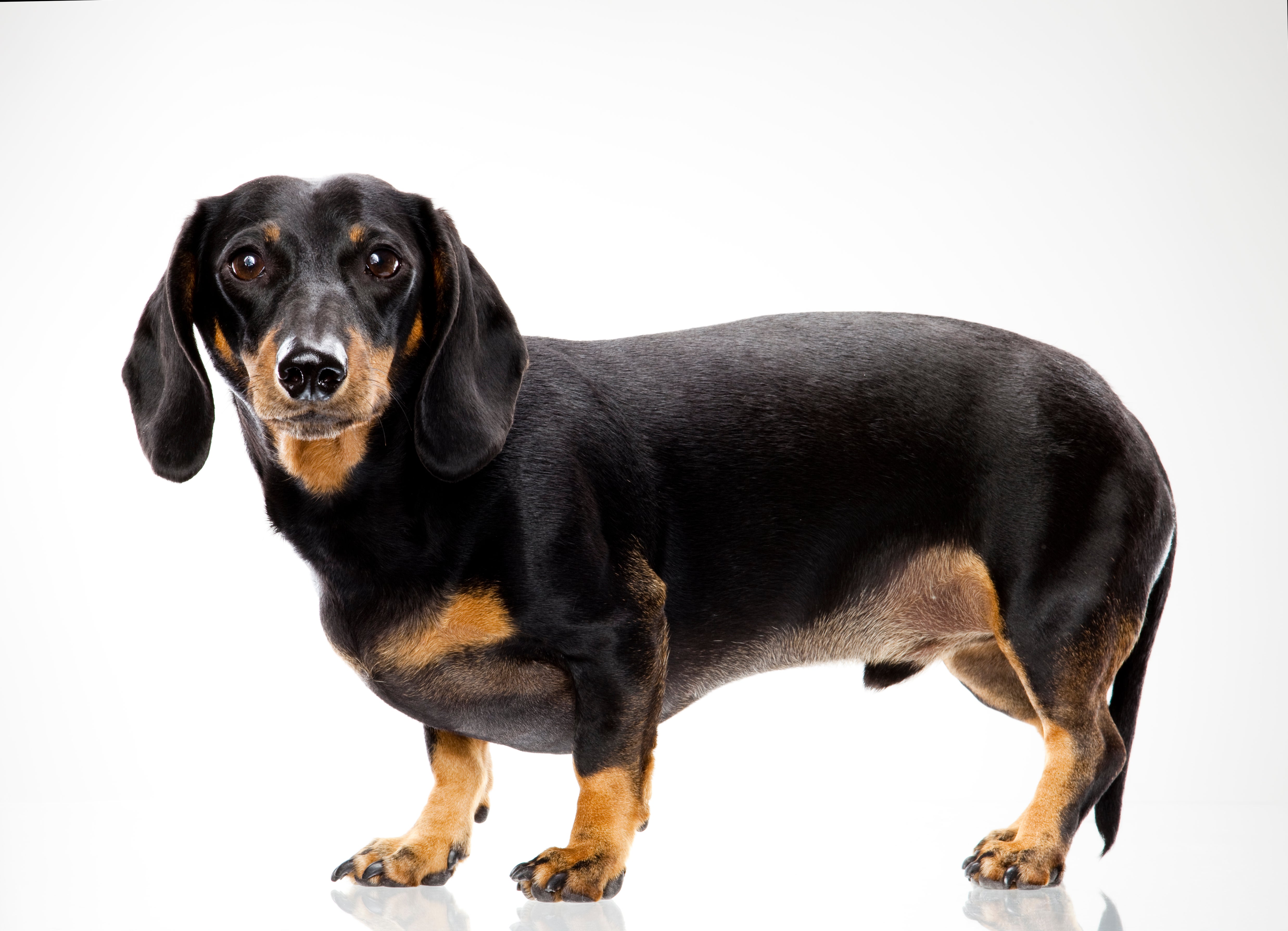 dachshund to adopt near me