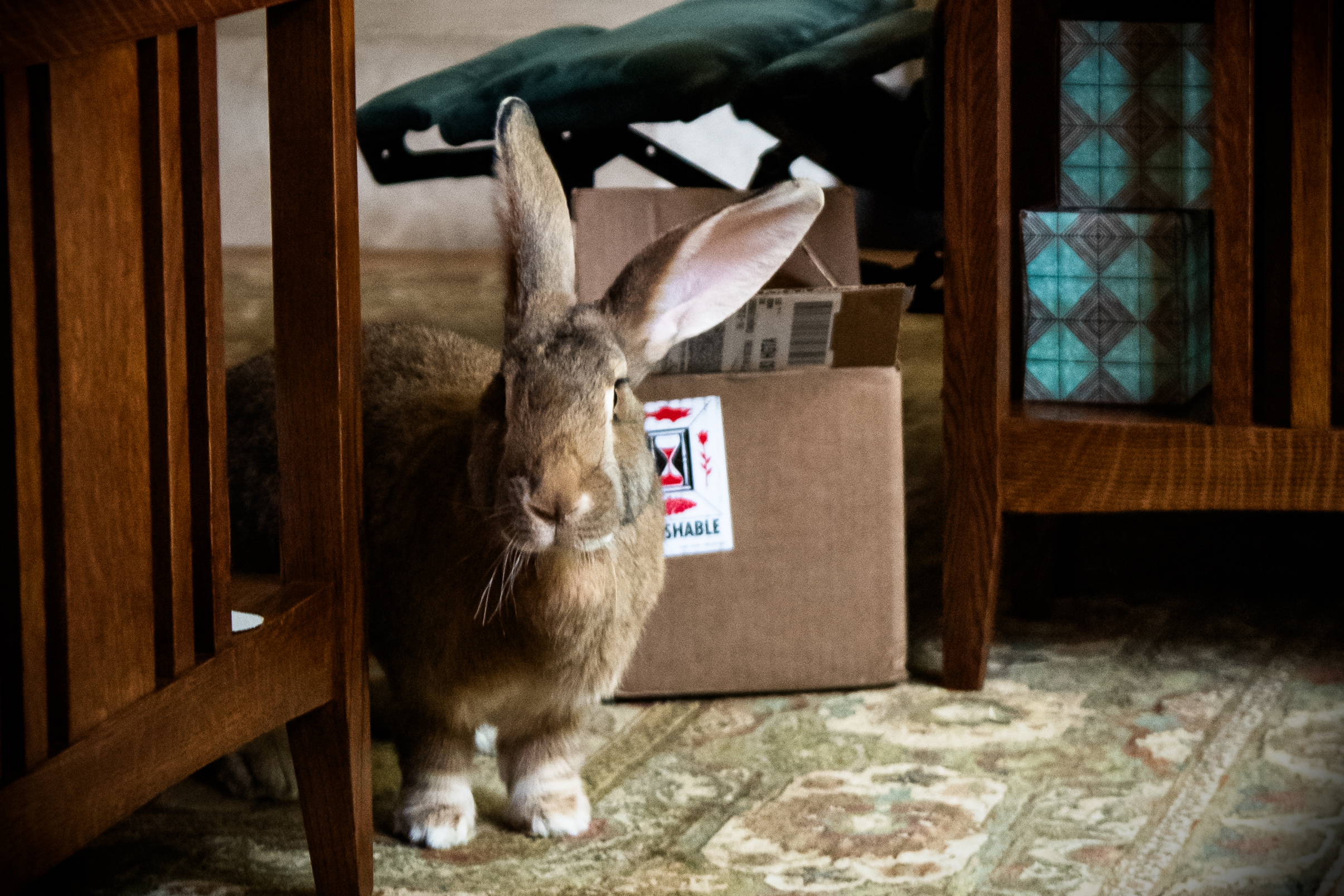 adopt a giant rabbit