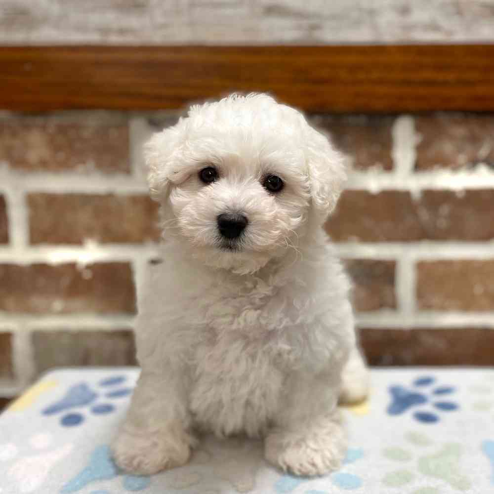 bichon dogs for sale