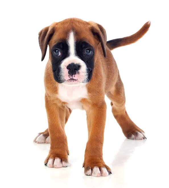 boxer puppies nearby
