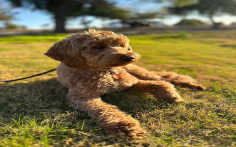 puppies for sale los angeles