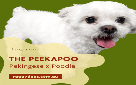peekapoo for sale near me