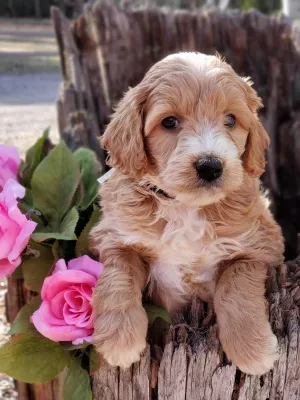 goldendoodle puppies washington state