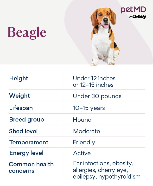 is beagle a legit site