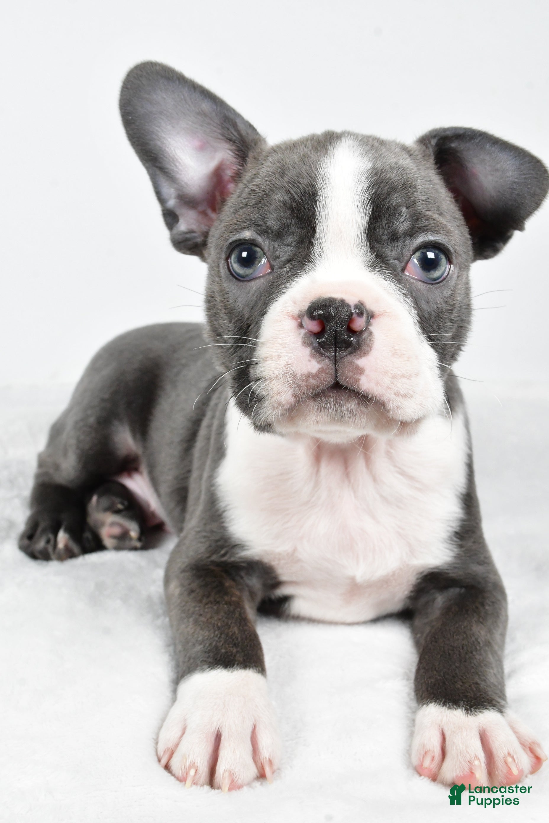 boston terrier puppies nj