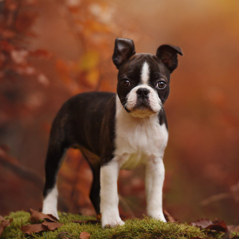 boston terriers near me