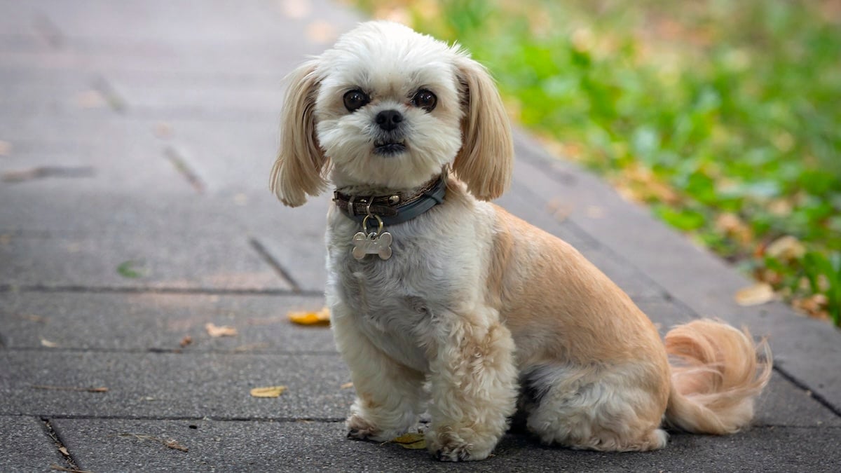 how much is a purebred shih tzu