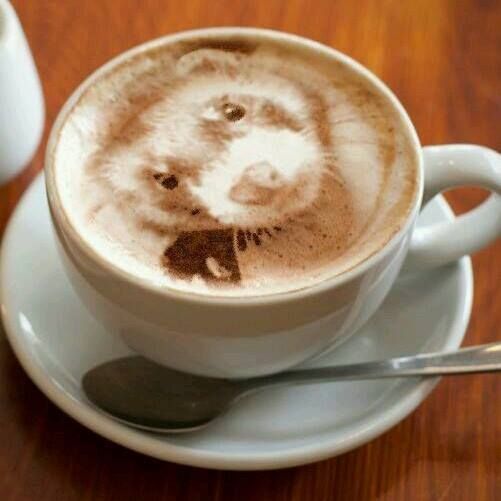 cappuccino animal
