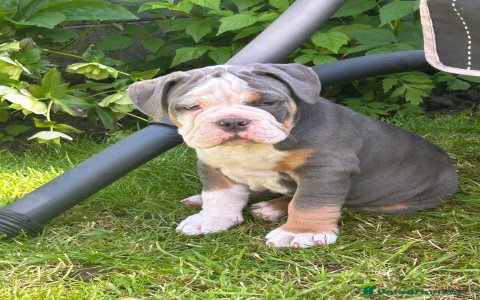 pitbull and english bulldog mix for sale