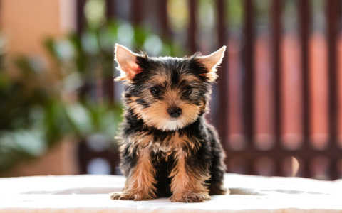 small dog rescue near me for adoption