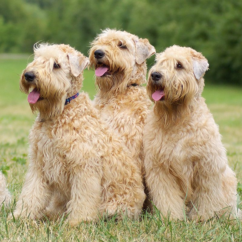 wheaten terrier photos