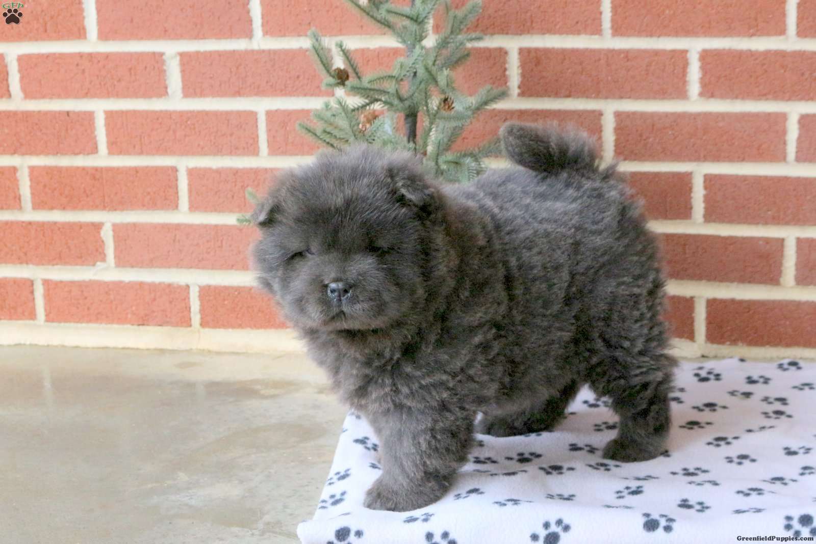chows for sale near me