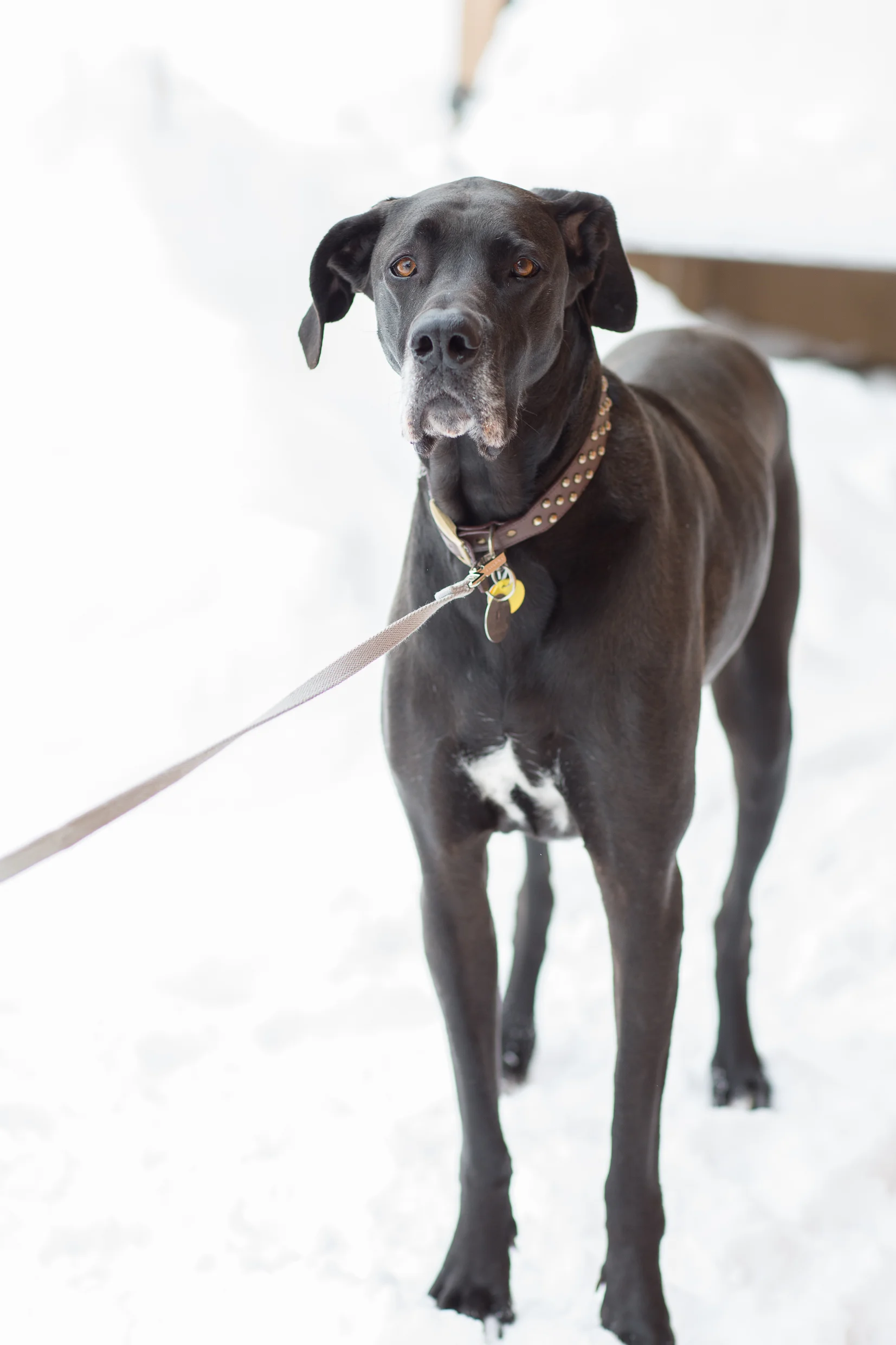 great dane adoption illinois