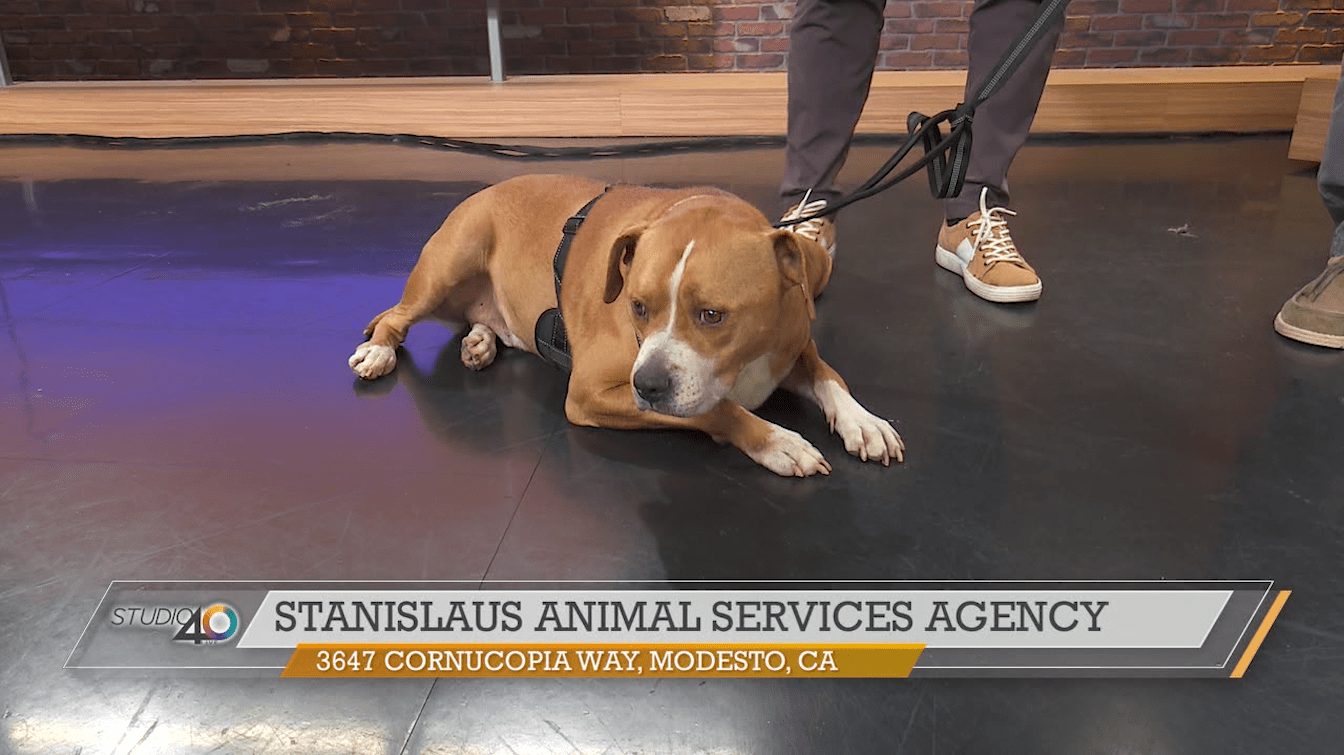stanislaus county animal shelter