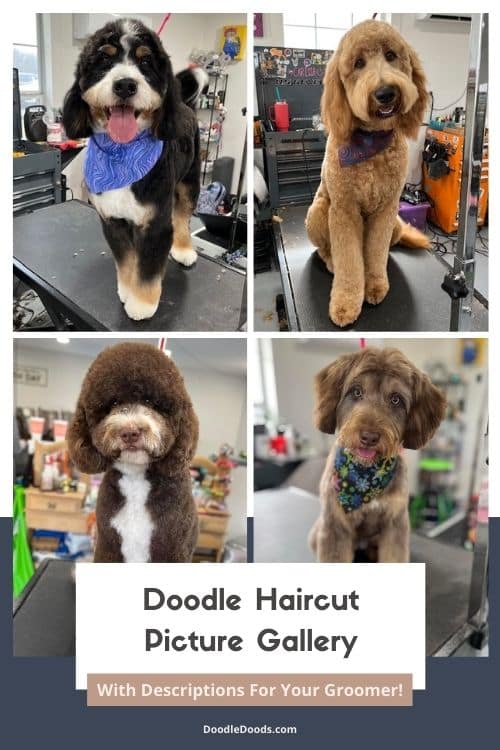 types of goldendoodle haircuts