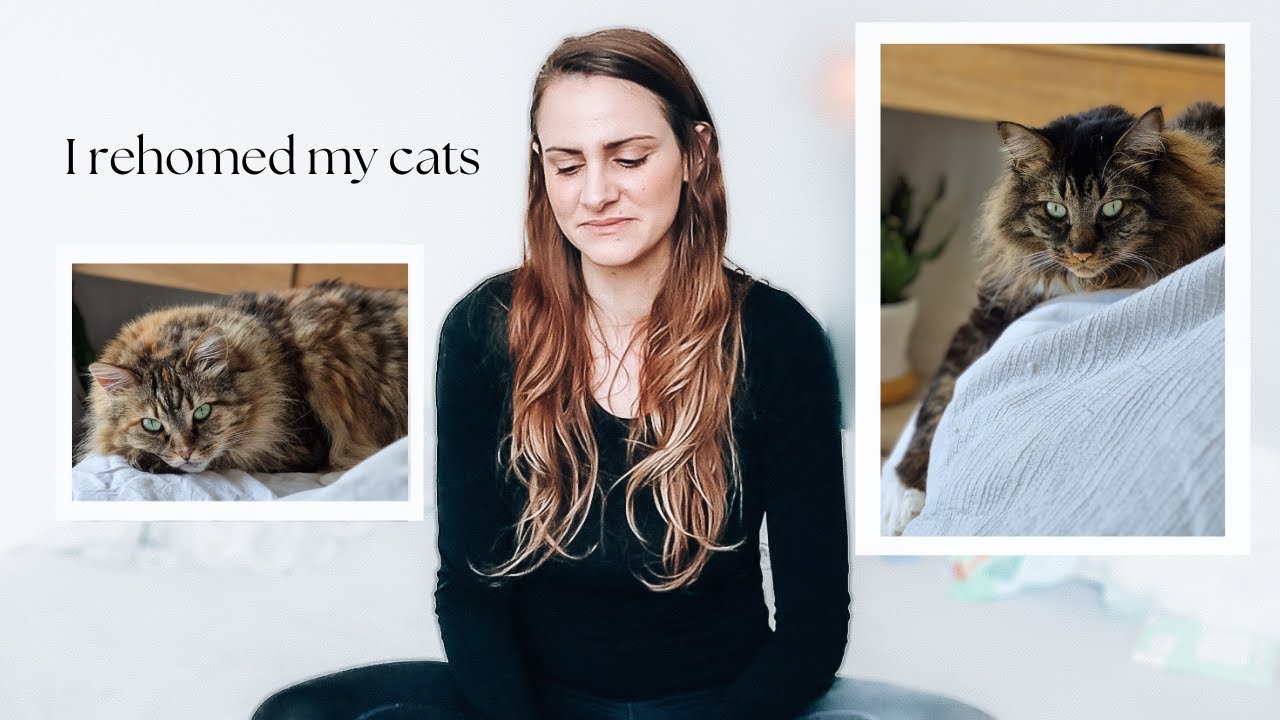 need to rehome my cat