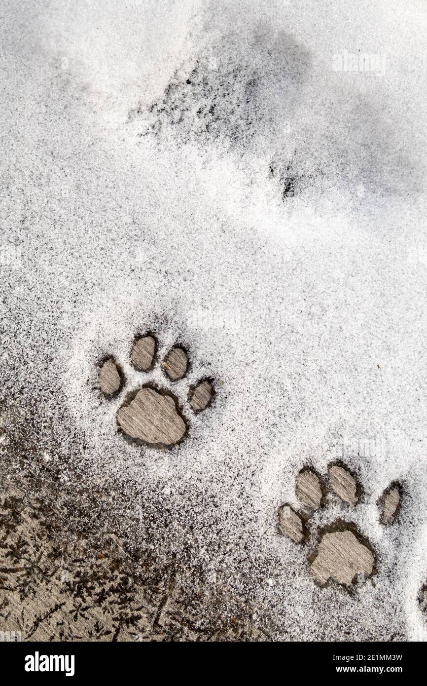 cat paw print real