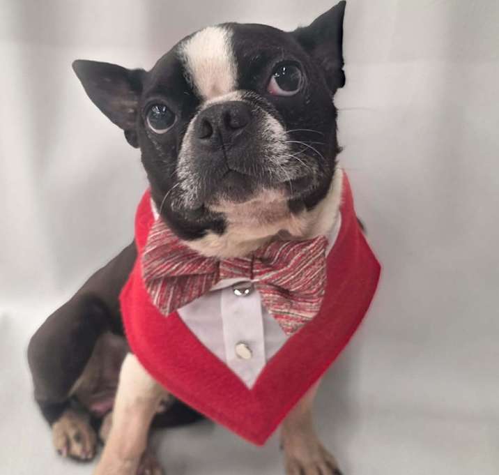 boston terrier puppies nj