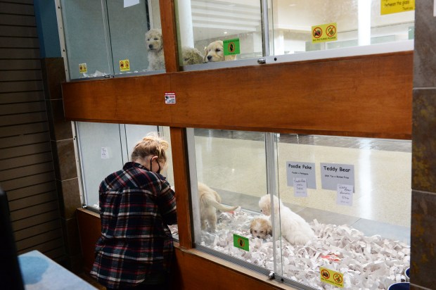 pet store with puppies for sale