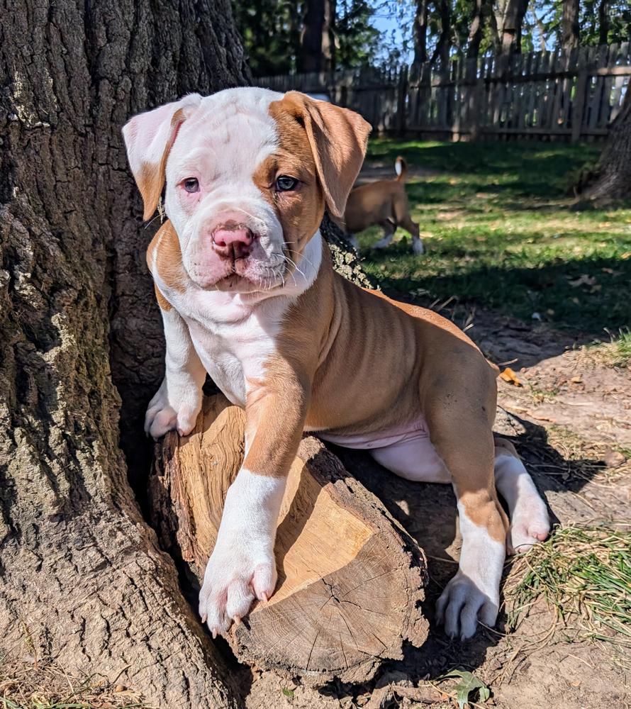pitbull and english bulldog mix for sale