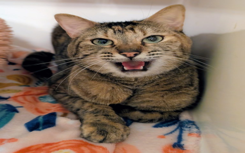 cat websites for cats