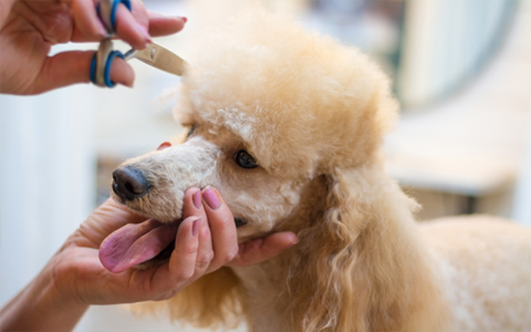 dogs r us pet grooming