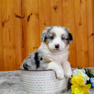 australian shepherd adoption near me
