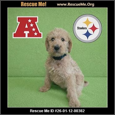 doodle rescue pa
