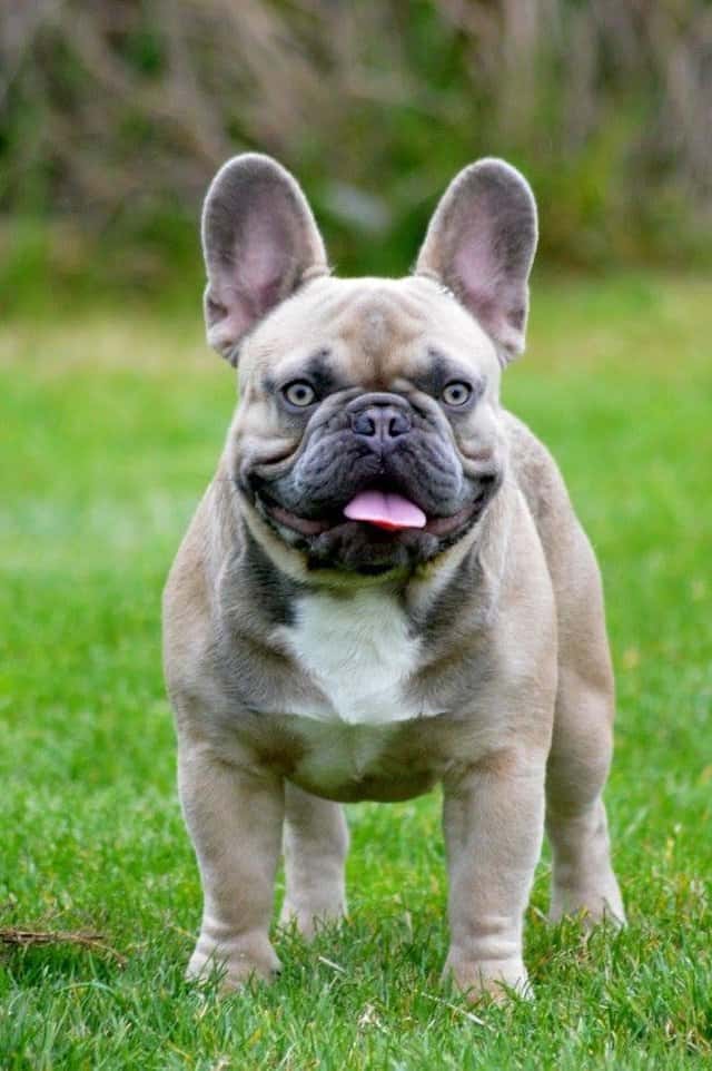 frenchie for sale near me under $500