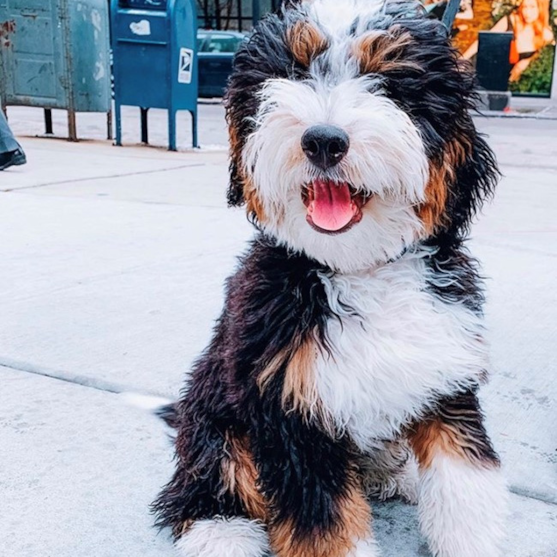 petite bernedoodle for sale