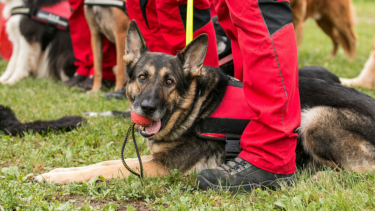 search and rescue dogs