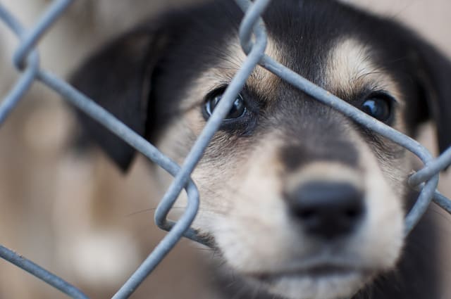 places to advertise puppies