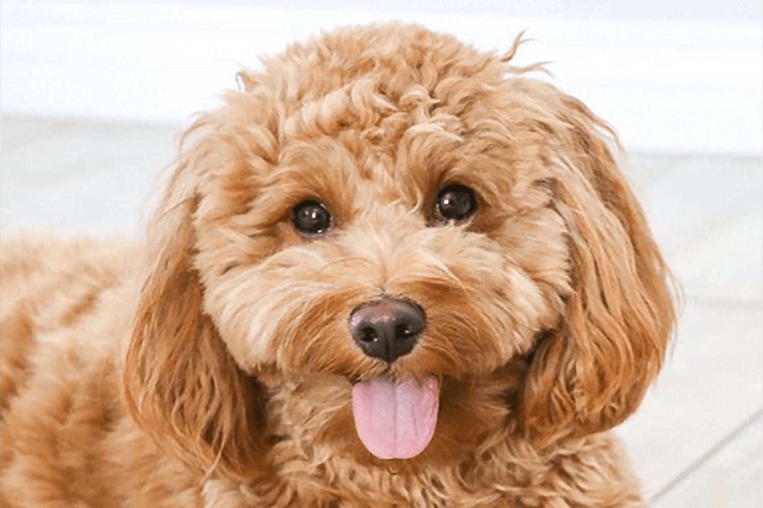 types of goldendoodle haircuts