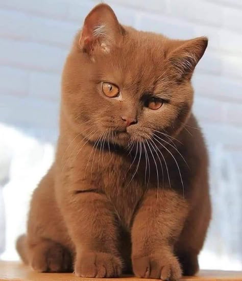 cute brown cats
