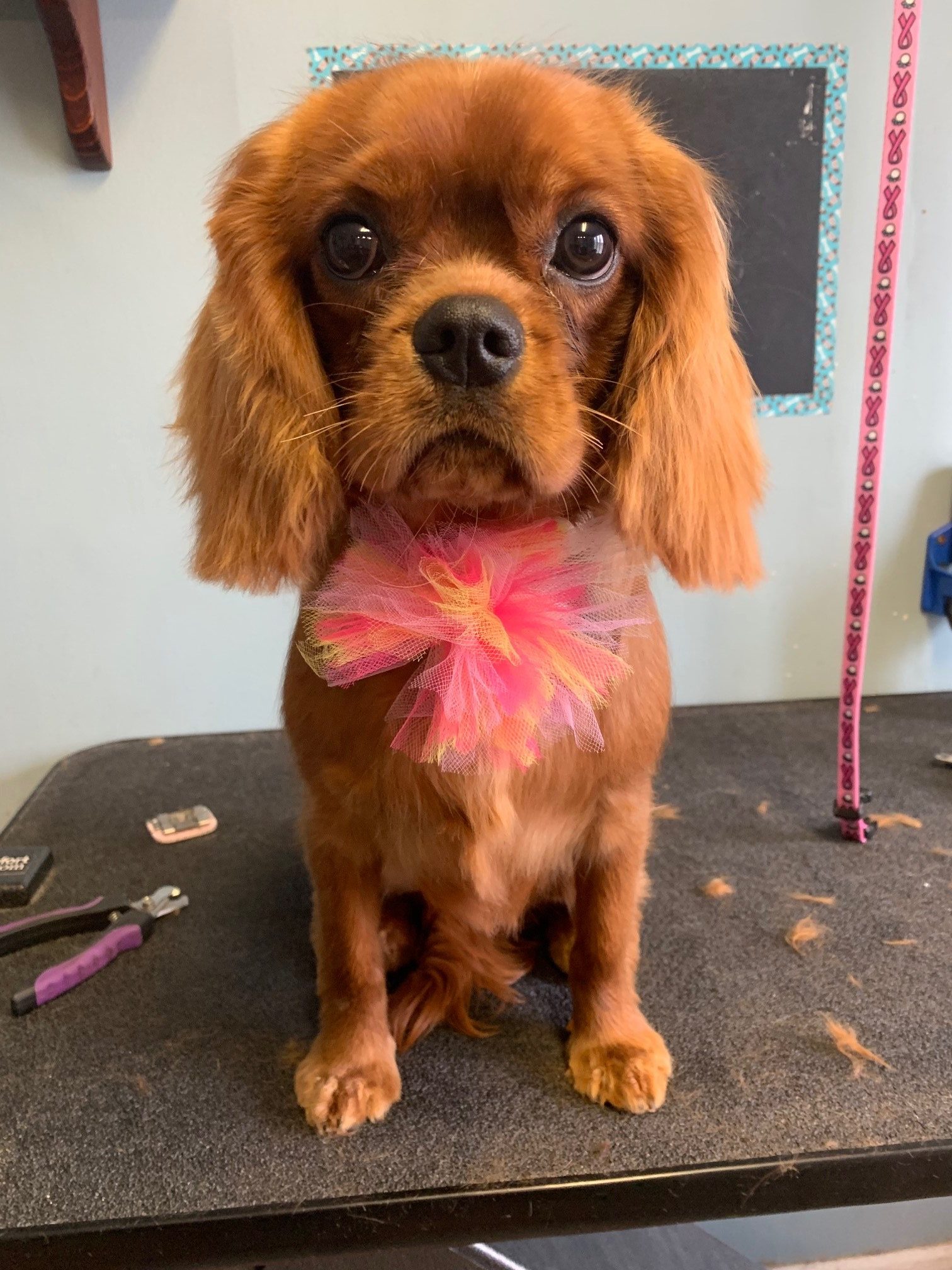 paw perfect pet salon inc