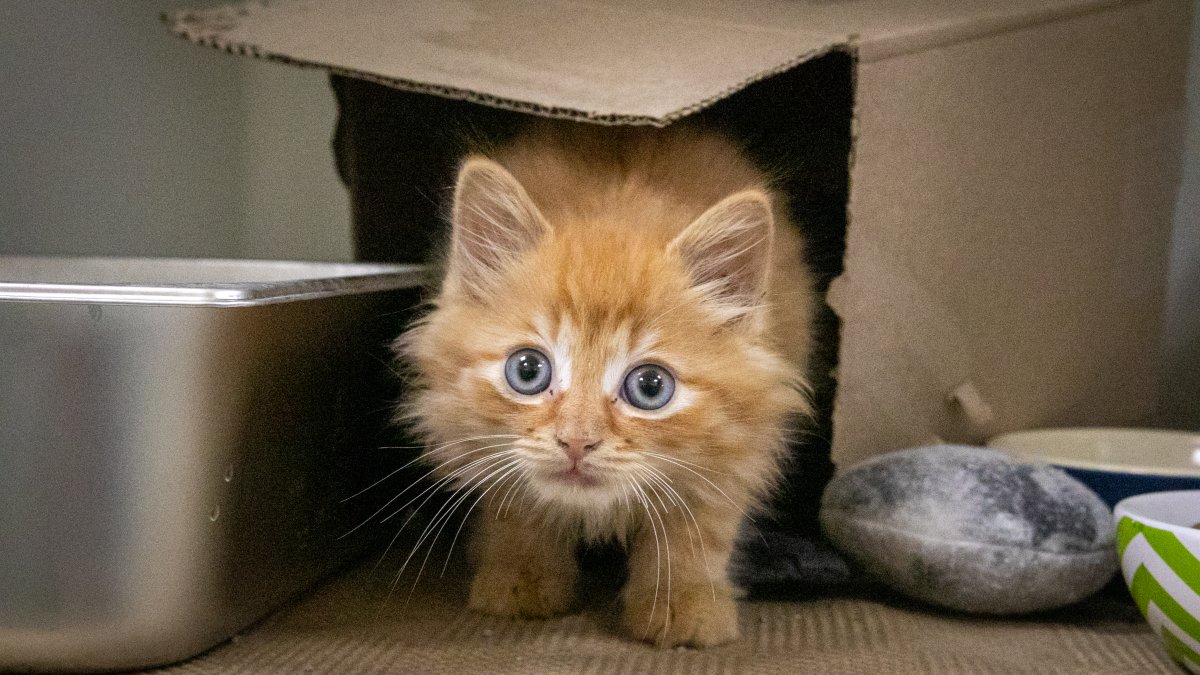 kitten rescue boston