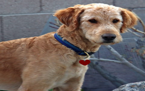 goldendoodle rescue arizona