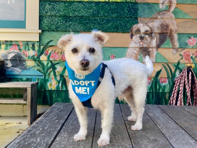 senior dogs rescue near me