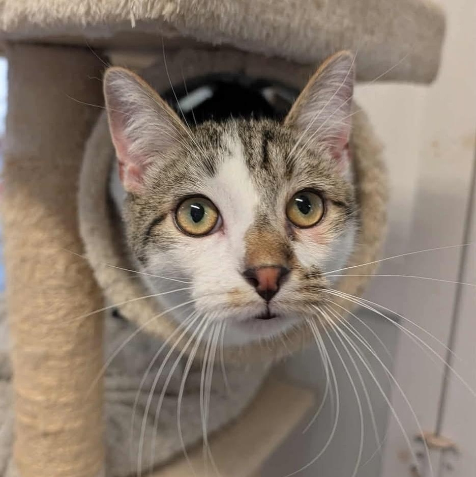 petfinder waynesville nc