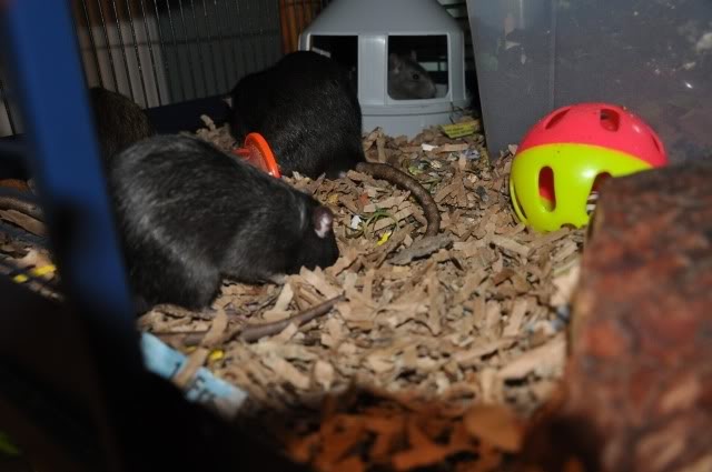 best litter for rats