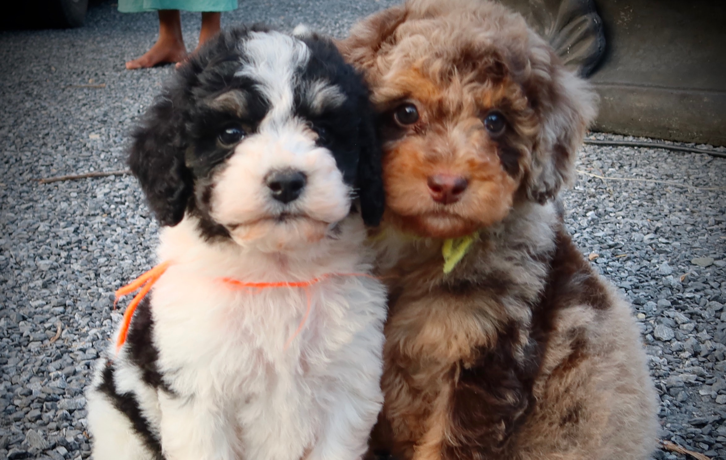 bernedoodle puppies virginia