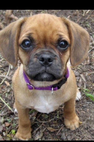 pug dachshund mix for sale