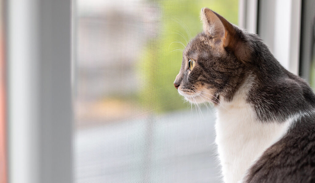 need to rehome my cat