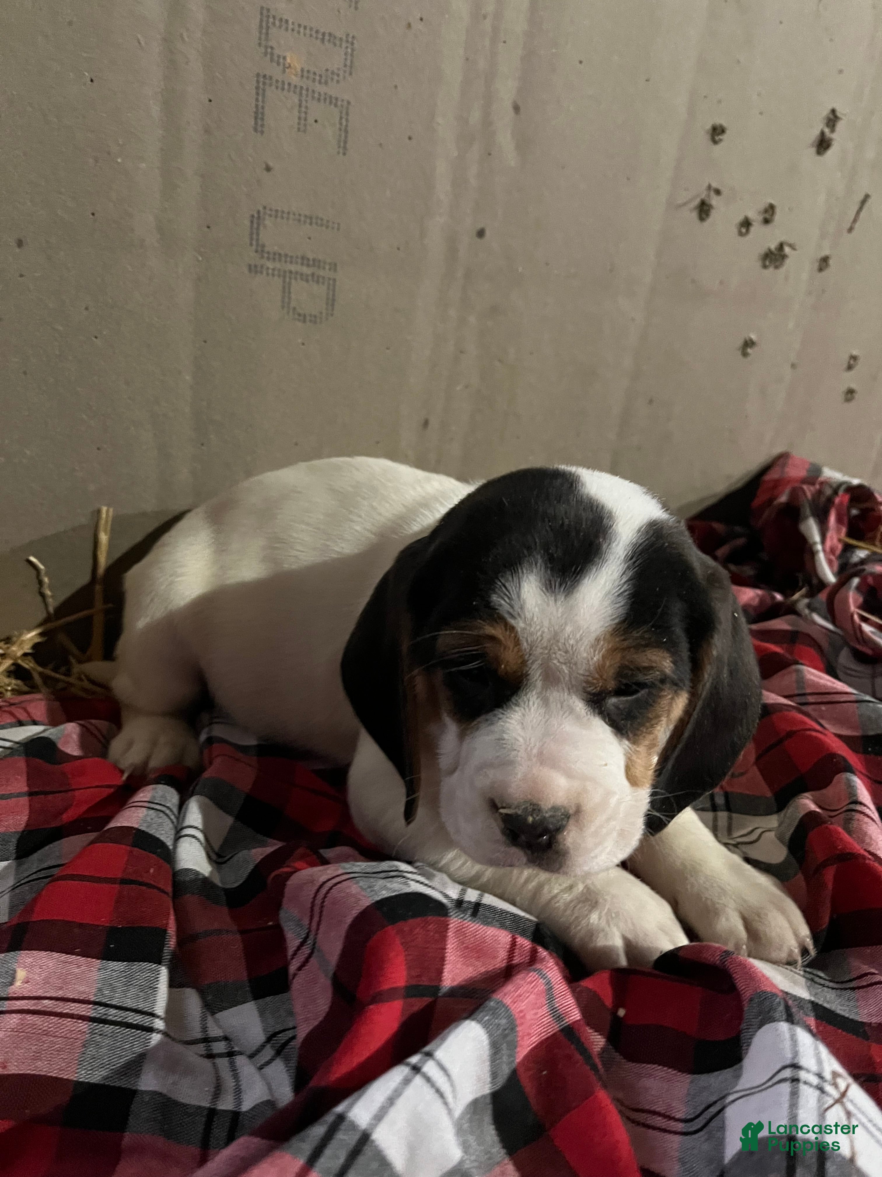 beagle puppies for sale pa